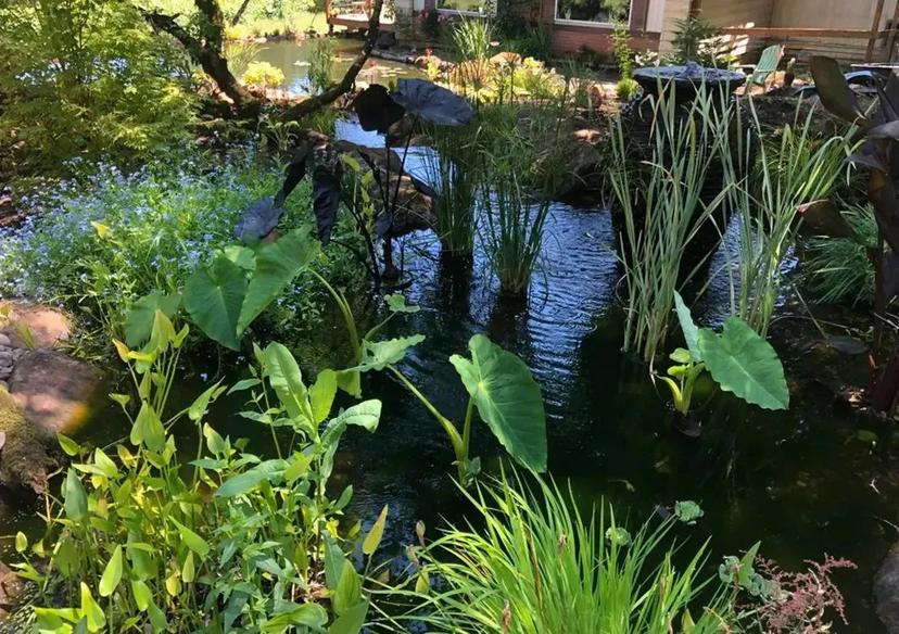 About Backyard Pond Cleaning - Backyard Depot