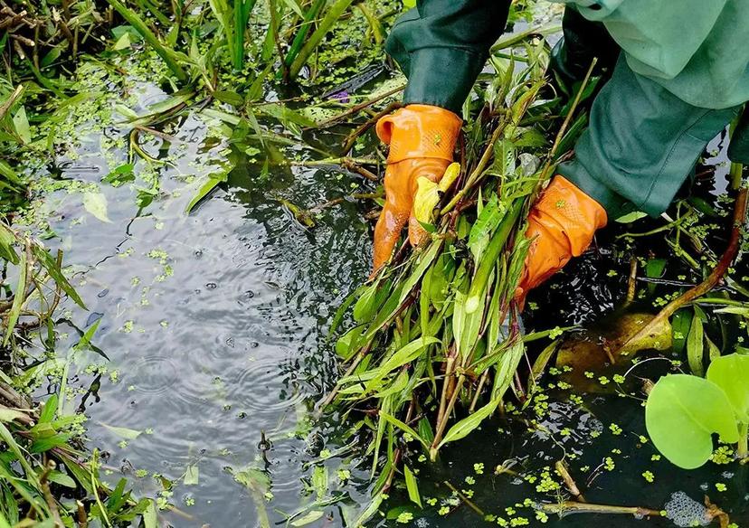 About Backyard Pond Cleaning - Backyard Depot
